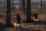 Maple Sugaring 30-20-10038