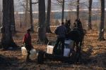 Maple Sugaring 30-20-10043