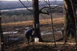 Maple Sugaring 30-20-10046