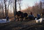 Maple Sugaring 30-20-10050