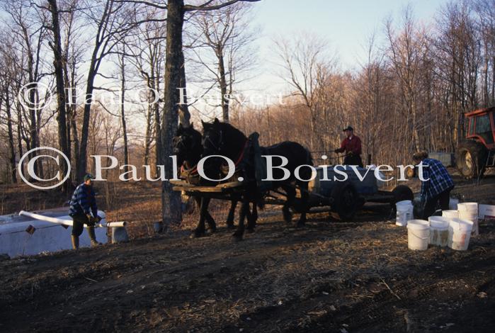 Maple Sugaring 30-20-10050