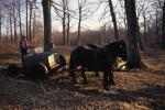 Maple Sugaring 30-20-10054