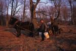 Maple Sugaring 30-20-10079