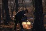 Maple Sugaring 30-20-10141