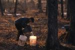 Maple Sugaring 30-20-10146