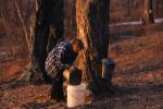 Maple Sugaring 30-20-10150