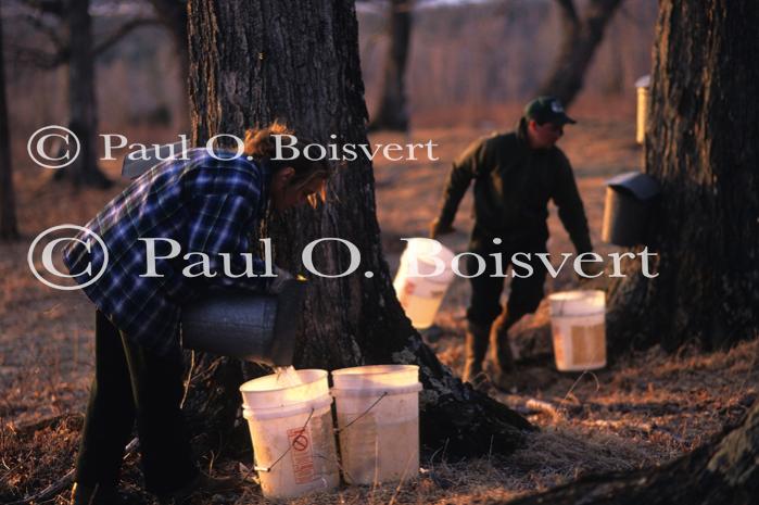 Maple Sugaring 30-20-10151