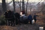 Maple Sugaring 30-20-10163