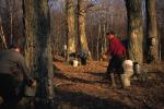 Maple Sugaring 30-20-10169