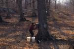 Maple Sugaring 30-20-10172