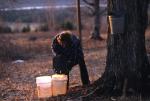 Maple Sugaring 30-20-10181