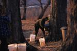 Maple Sugaring 30-20-10182