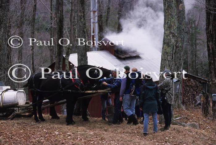 Maple Sugaring 30-20-10349