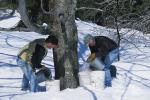 Maple Sugaring 30-20-10531