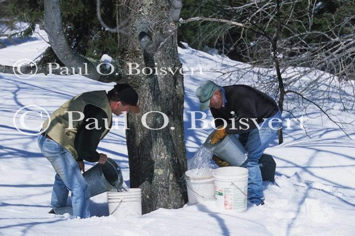 Maple Sugaring 30-20-10531