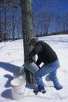 Maple Sugaring 30-20-10548