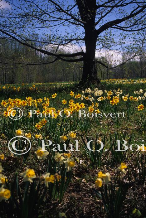 Scenery-Spring 70-10-02440