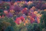 Scenery-Fall 70-05-00071