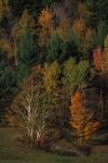 Scenery-Fall 70-05-03532