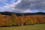 Scenery-Fall 70-05-04940