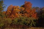 Scenery-Fall 70-05-05125