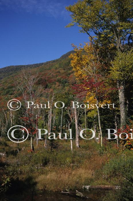 Scenery-Fall 70-05-05915