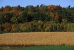 Scenery-Fall 70-05-07633