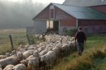 Cheese-Making 30-08-00972