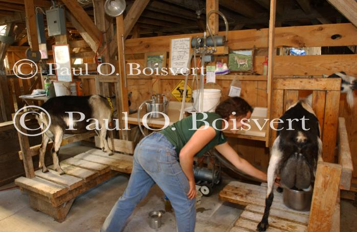 Cheese Making 30-08-01035