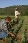 Farm-Garden 30-15-00760