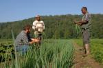 Farm-Garden 30-15-00768