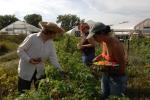 Farm-Garden 30-15-00782