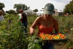 Farm-Garden 30-15-00788