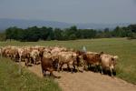 Farm-Shelburne Farms 30-25-01893