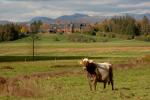 Farm-Shelburne Farms 30-25-01913