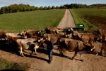 Farm-Shelburne Farms 30-25-01925