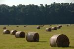 Farm-Shelburne Farms 30-25-01963