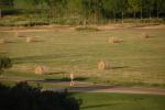 Farm-Shelburne Farms 30-25-01981