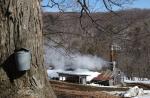 Maple Sugaring 30-20-11758