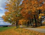 Scenery-Fall 70-05-14214