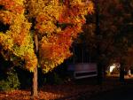 Scenery-Fall 70-05-14240