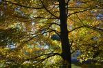 Scenery-Fall 70-05-14297