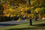 Scenery-Fall 70-05-14298