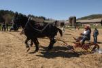 Billings Farm-Plowing Match 65-03-00025