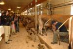 Billings Farm-Plowing Match 65-03-00034