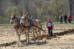 Billings Farm-Plowing Match 65-03-00038