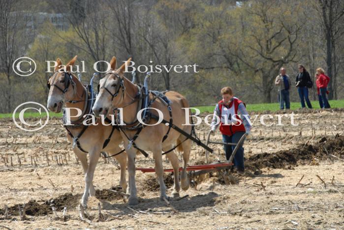 Billings Farm-Plowing Match 65-03-00038