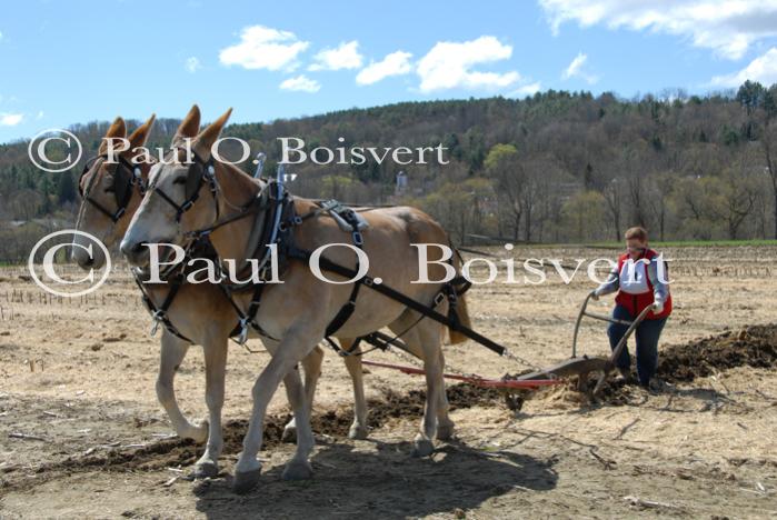 Billings Farm-Plowing Match 65-03-00041