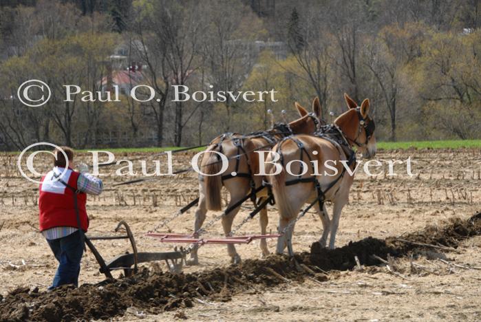 Billings Farm-Plowing Match 65-03-00044