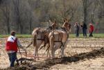 Billings Farm-Plowing Match 65-03-00045